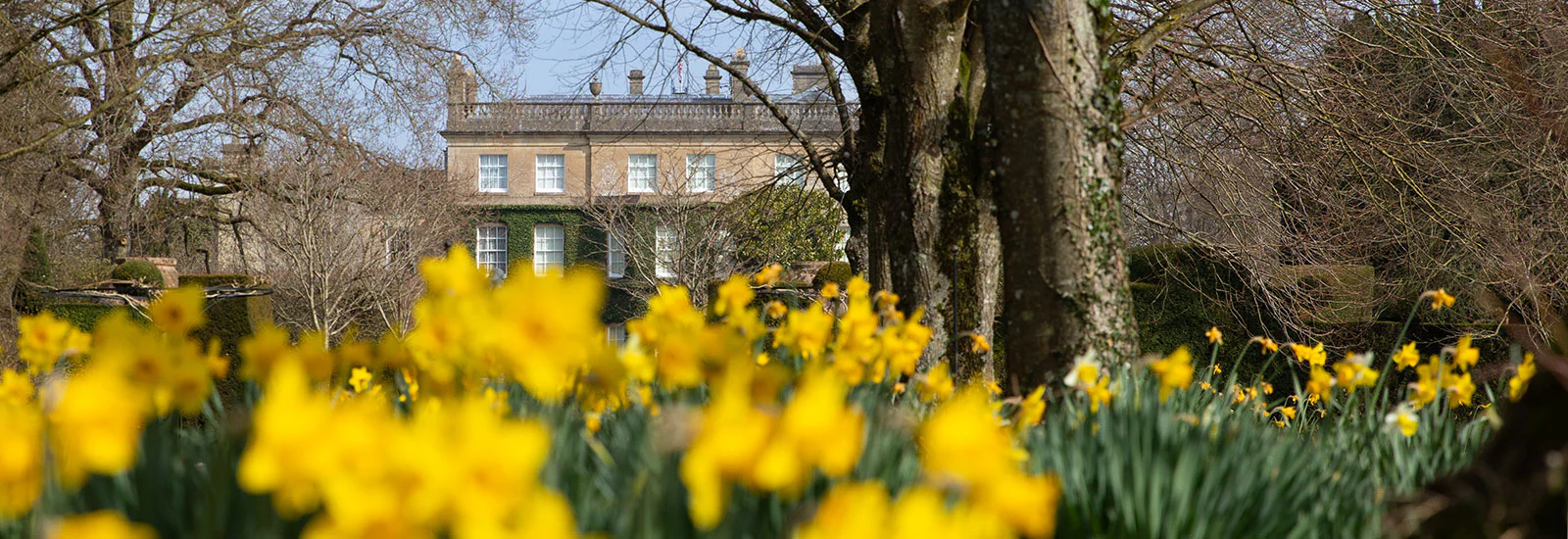 Royal Elegance, Cultivated with Care