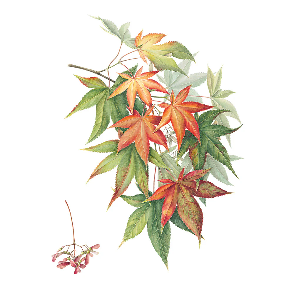 The Highgrove Florilegium - Image 3