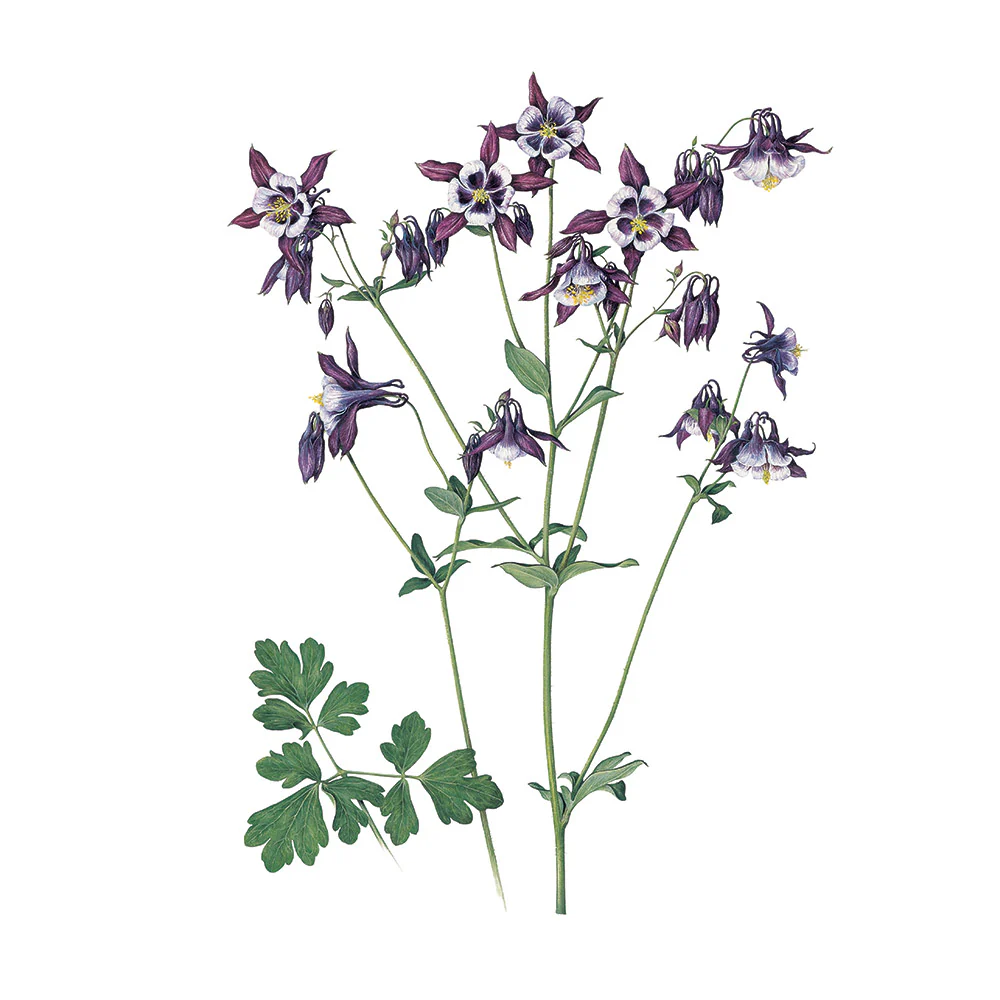 The Highgrove Florilegium - Image 4