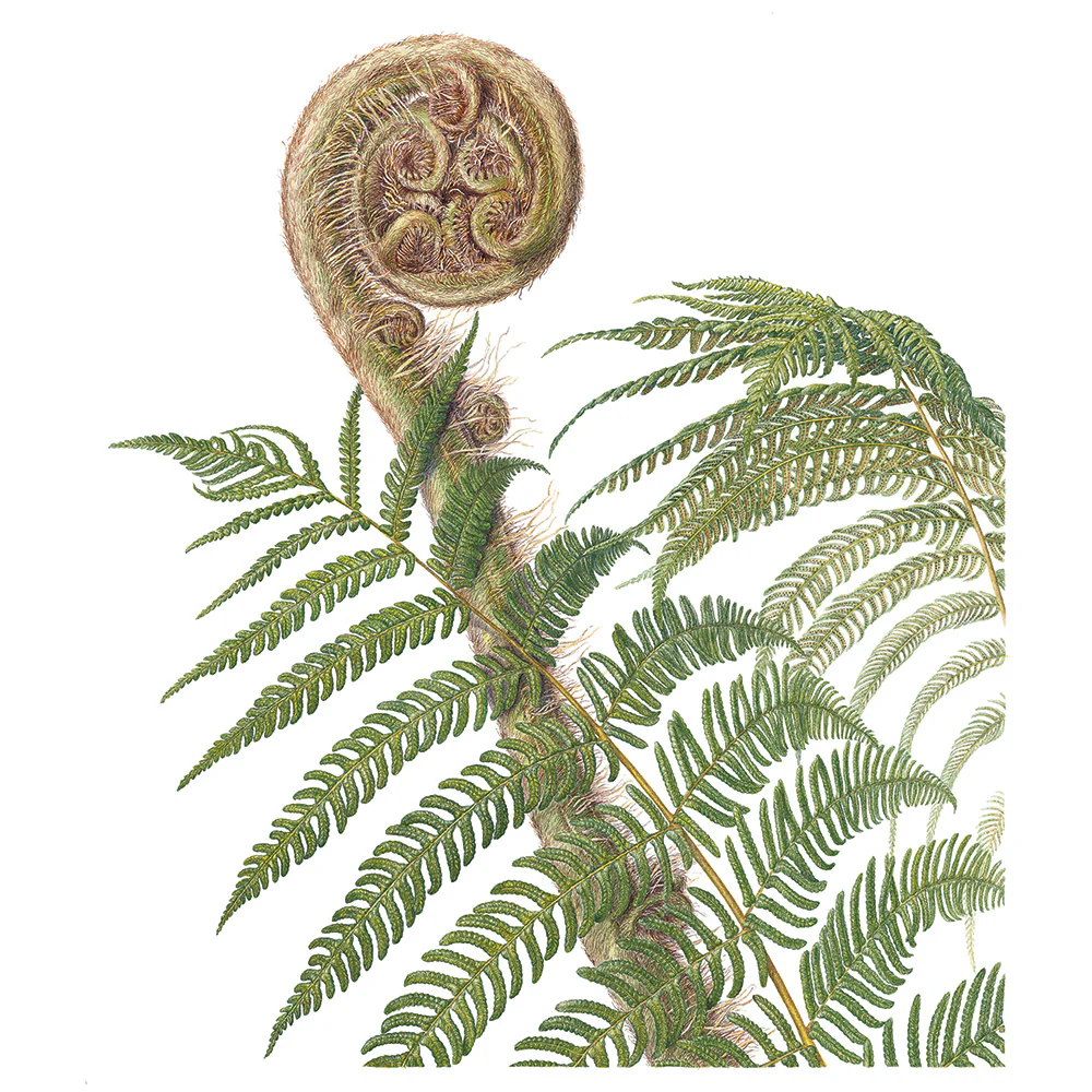 The Highgrove Florilegium - Image 6